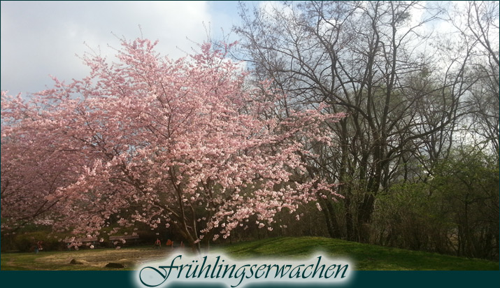 Frühlingserwachen - Mandelbaum in voller Blüte