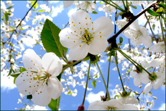 Frühlingserwachen - Kirschblüte