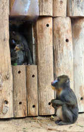 Affenfamilie im Zoo 170x270