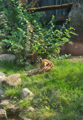 Karpatenluchs im Zoo 170x245