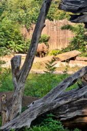 Nashorn im Zoo 170x250