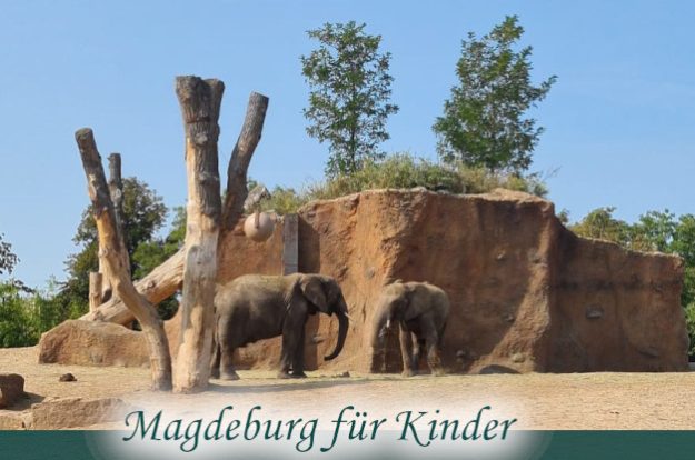 Elefanten im Tierpark Magdeburg in der Nähe des ElbRivera Hotel Magdeburg